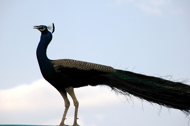 180_India_Bhandarej.JPG