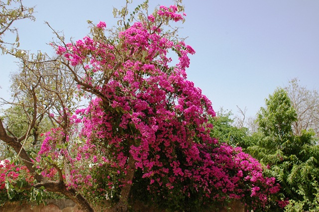 351_India_Orchha.JPG