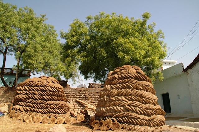 482_India_Alipura.JPG