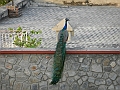 128_India_Jaipur