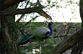 168_India_Bhandarej