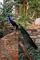 169_India_Bhandarej
