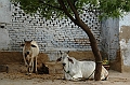 173_India_Bhandarej