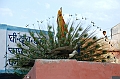 178_India_Bhandarej