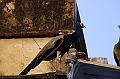 179_India_Bhandarej