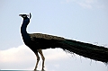 180_India_Bhandarej
