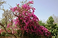 351_India_Orchha