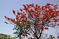 352_India_Orchha