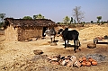 490_India_Alipura