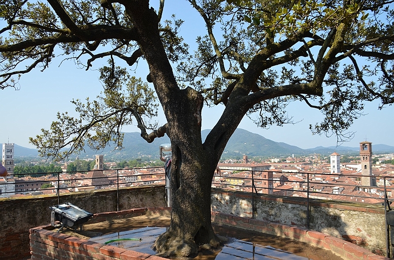 077_Italien_Toskana_Lucca_Torre_Guinigi.JPG