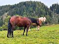 060_Italien_Suedtirol_Ahrntal