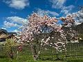 156_Italien_Suedtirol_Kalterer_See