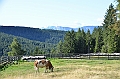 068_Meran