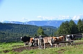 071_Meran