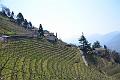 009_Italy_Meran