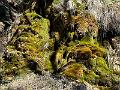 072_Italy_Voellan