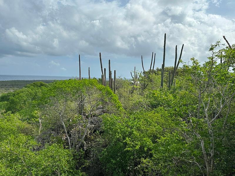 095_Curacao_Hato_Cave.JPG
