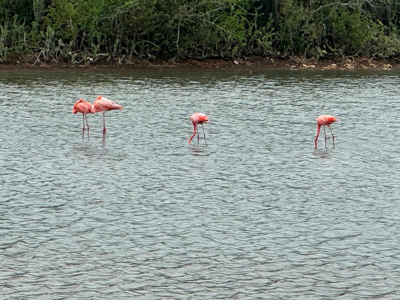 133_Curacao_Serulargu_NP.JPG
