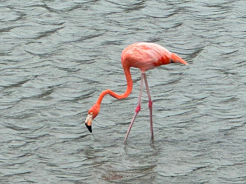 138_Curacao_Serulargu_NP.JPG