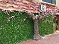 046_Curacao_Willemstad