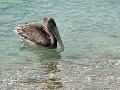 100_Curacao_Playa_Piskado