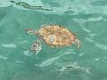 103_Curacao_Playa_Piskado