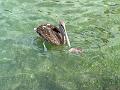 104_Curacao_Playa_Piskado