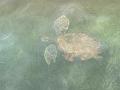 106_Curacao_Playa_Piskado