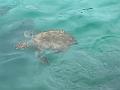 107_Curacao_Playa_Piskado