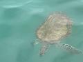 108_Curacao_Playa_Piskado