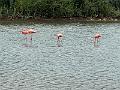 133_Curacao_Serulargu_NP