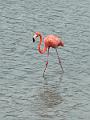 136_Curacao_Serulargu_NP