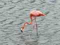 138_Curacao_Serulargu_NP