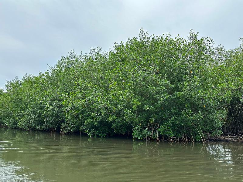 158_Colombia_Cartagena_Manglar.JPG