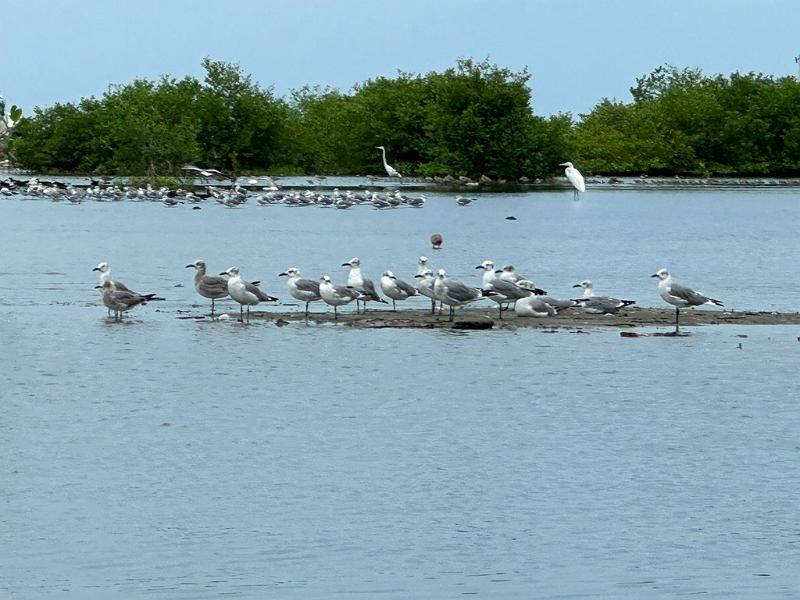 163_Colombia_Cartagena_Manglar.JPG