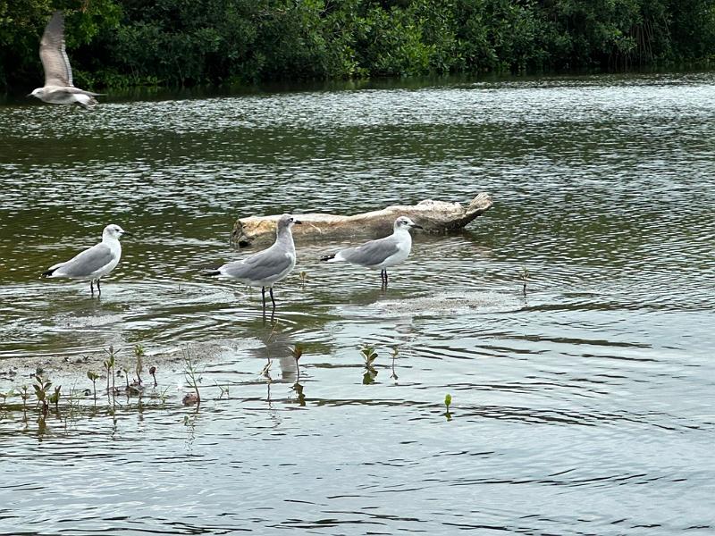 164_Colombia_Cartagena_Manglar.JPG