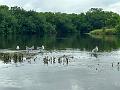 140_Colombia_Cartagena_Manglar