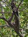152_Colombia_Cartagena_Manglar