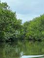 160_Colombia_Cartagena_Manglar