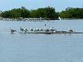 163_Colombia_Cartagena_Manglar