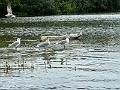 164_Colombia_Cartagena_Manglar