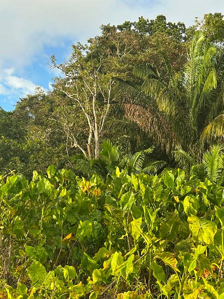 276_Panama.JPG