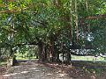 223_Panama_City_Panama_Viejo