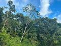 238_Panama
