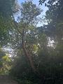 246_Panama