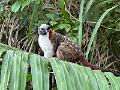 263_Panama