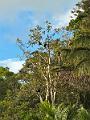 275_Panama