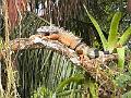 278_Panama