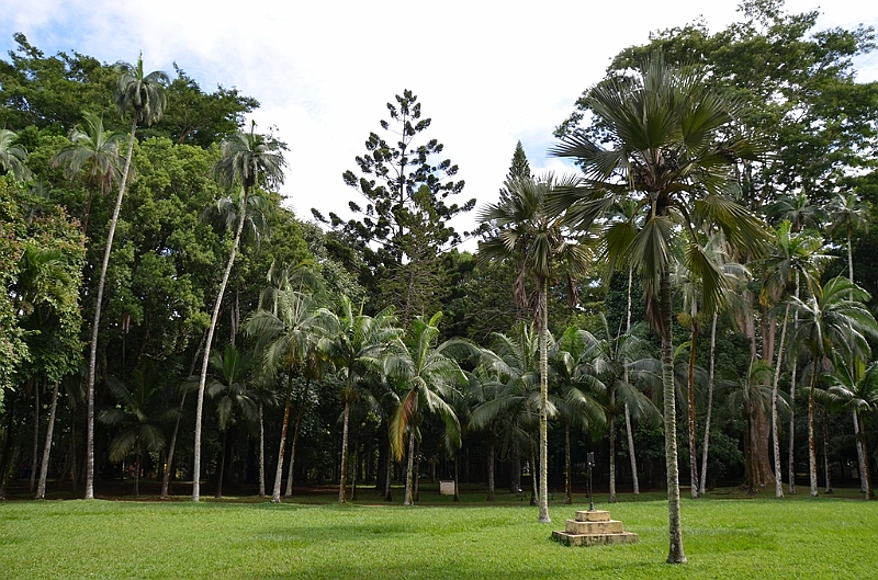 056_Mauritius_North_Sir_Seewoosagur_Ramgoolam_Botanical_Gardens06.JPG