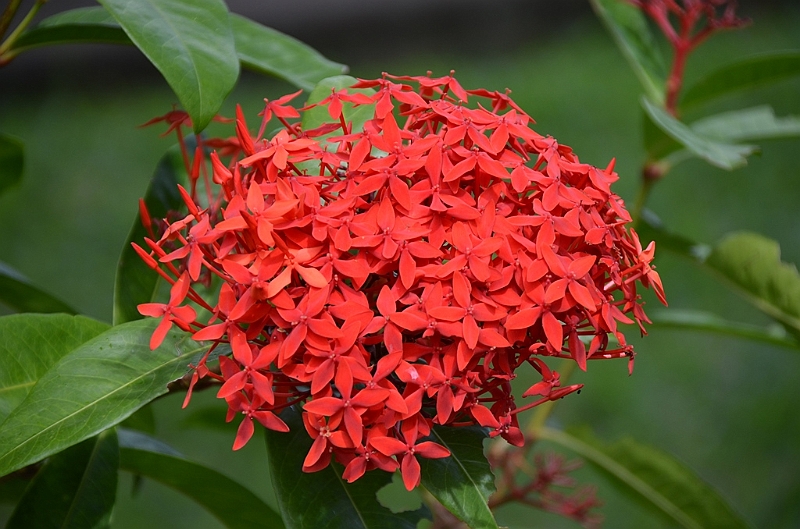 067_Mauritius_North_Sir_Seewoosagur_Ramgoolam_Botanical_Gardens17.JPG